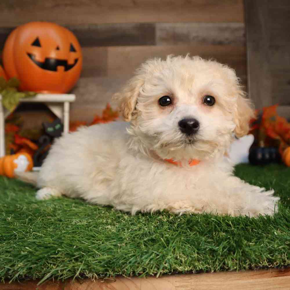 Male Maltipoo Puppy for Sale in Blaine, MN