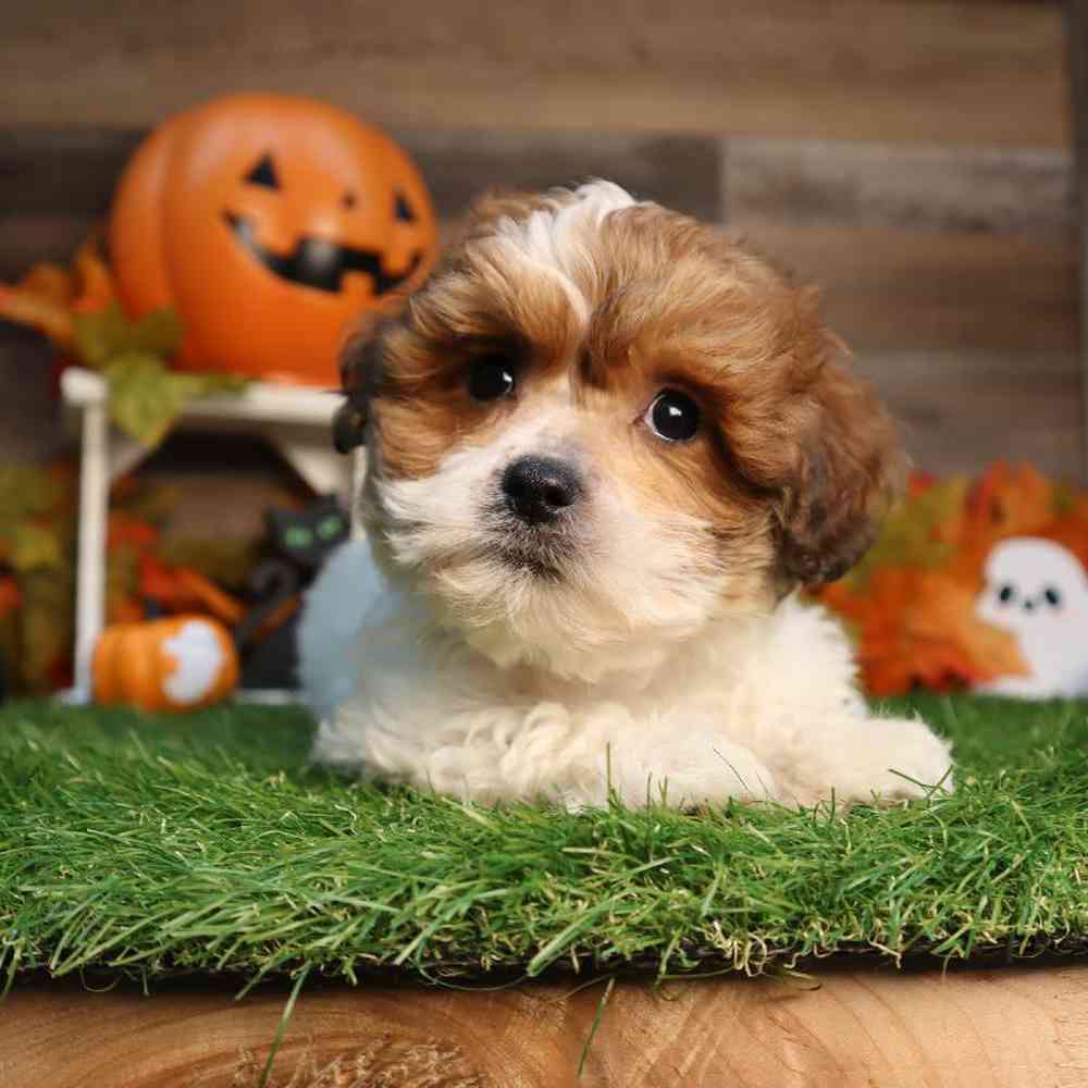 Female Teddy Poo Puppy for Sale in Blaine, MN