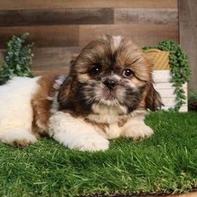 Pekingese-Shih Tzu