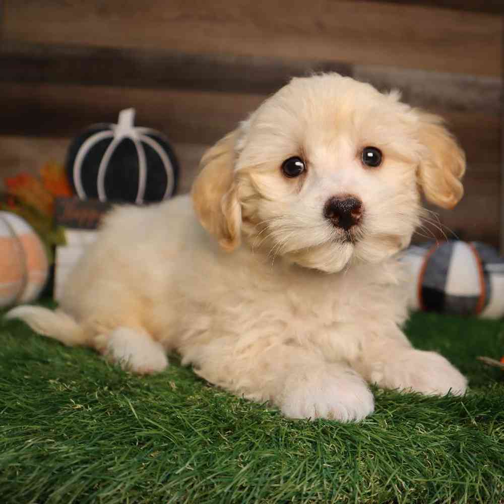 Male Maltipoo Puppy for Sale in Blaine, MN