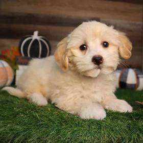 Maltipoo