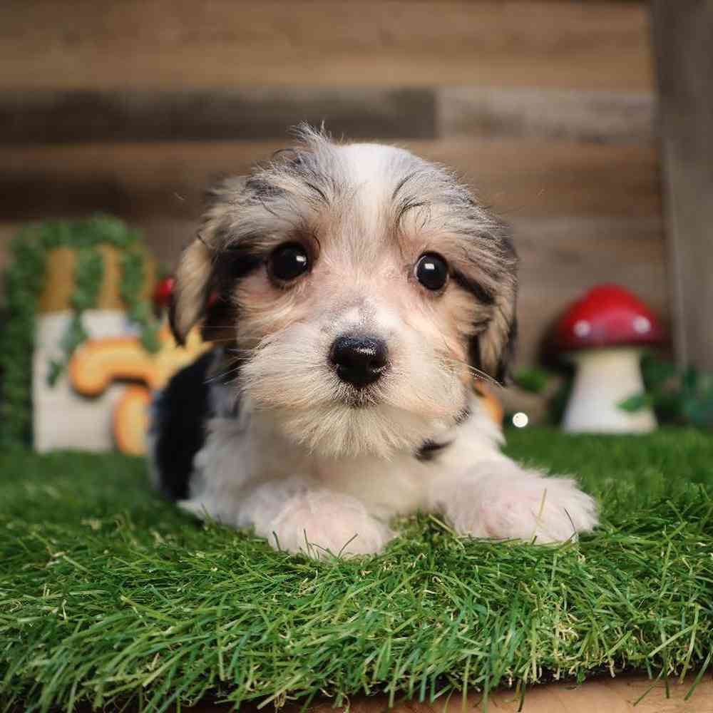 Male Morkie Puppy for Sale in Blaine, MN