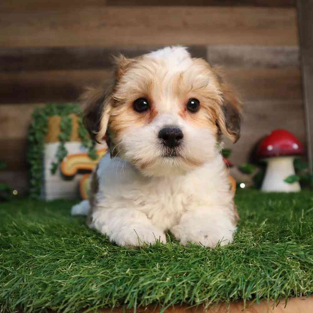 carousel pet images
