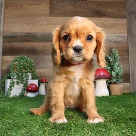Cavalier King Charles Spaniel