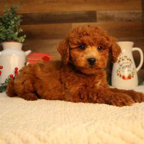 Mini Goldendoodle