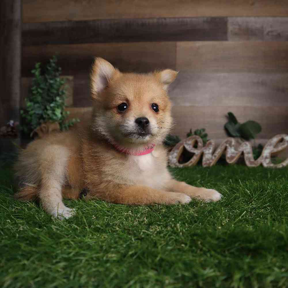 carousel pet images