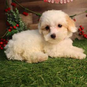 Poodle
