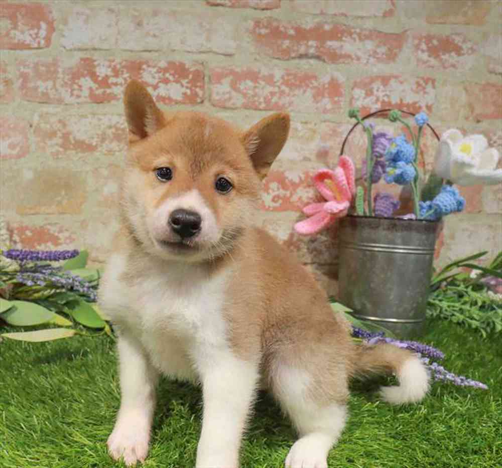 carousel pet images