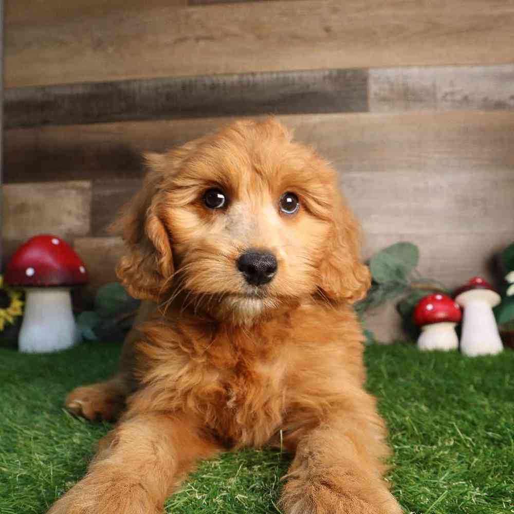carousel pet images