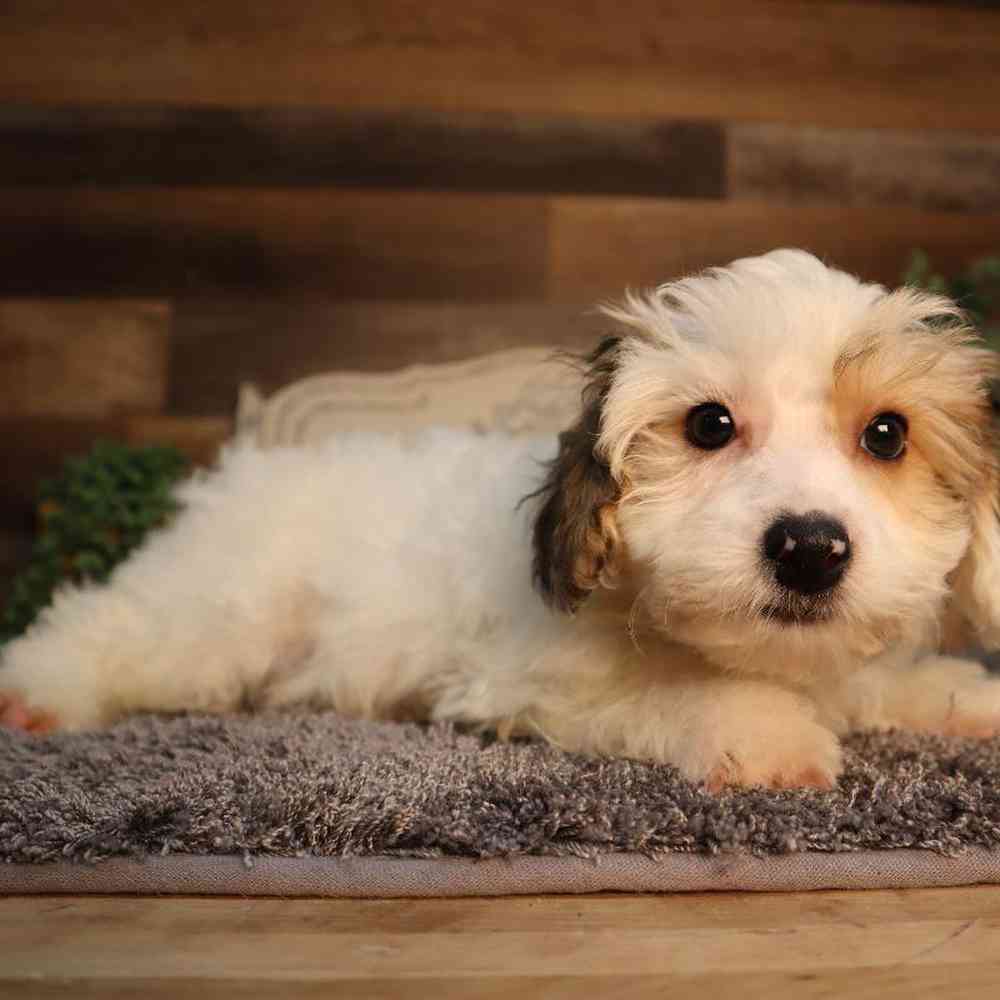 carousel pet images