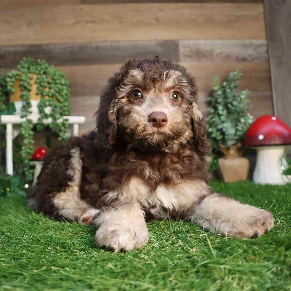 carousel pet images