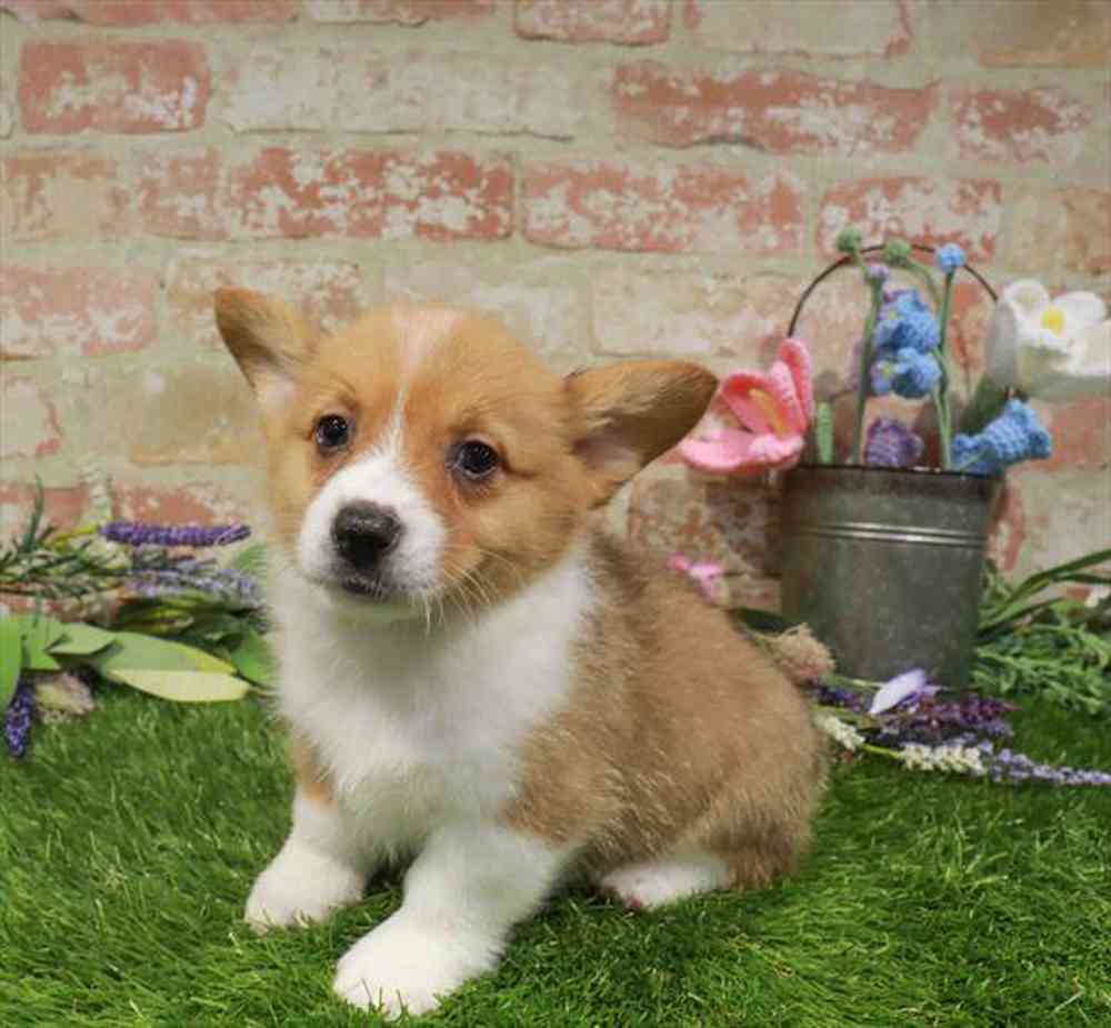 carousel pet images