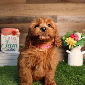 Mini Goldendoodle 2nd Gen