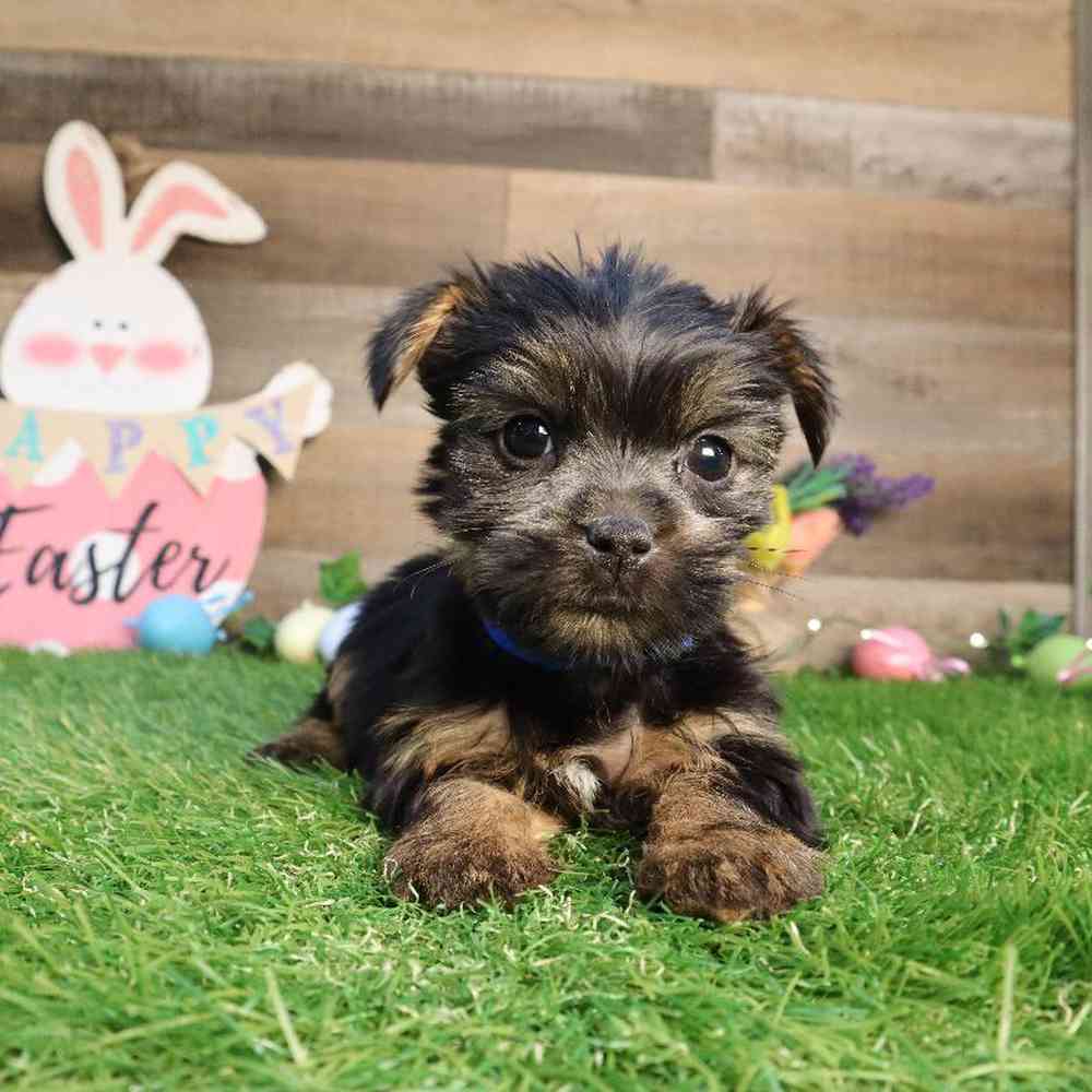 Male Yorkshire Terrier Puppy for Sale in Blaine, MN
