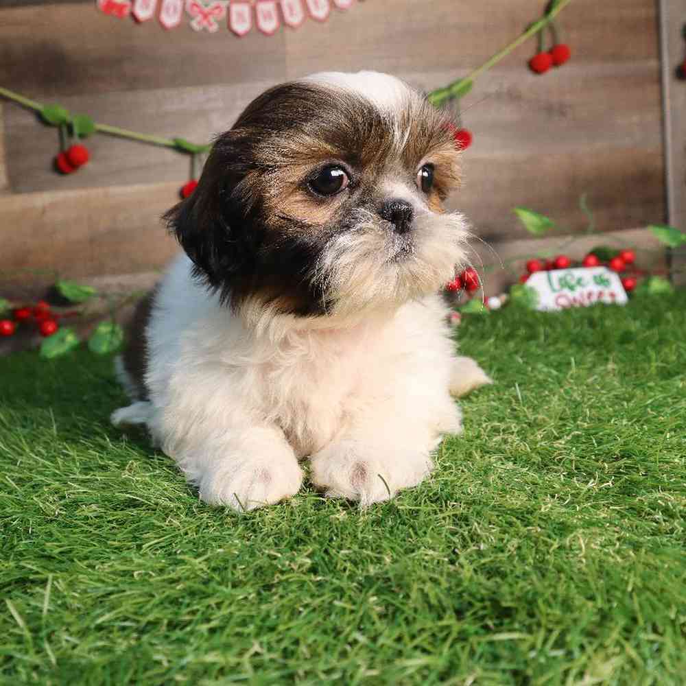 Female Shih Tzu Puppy for Sale in Blaine, MN
