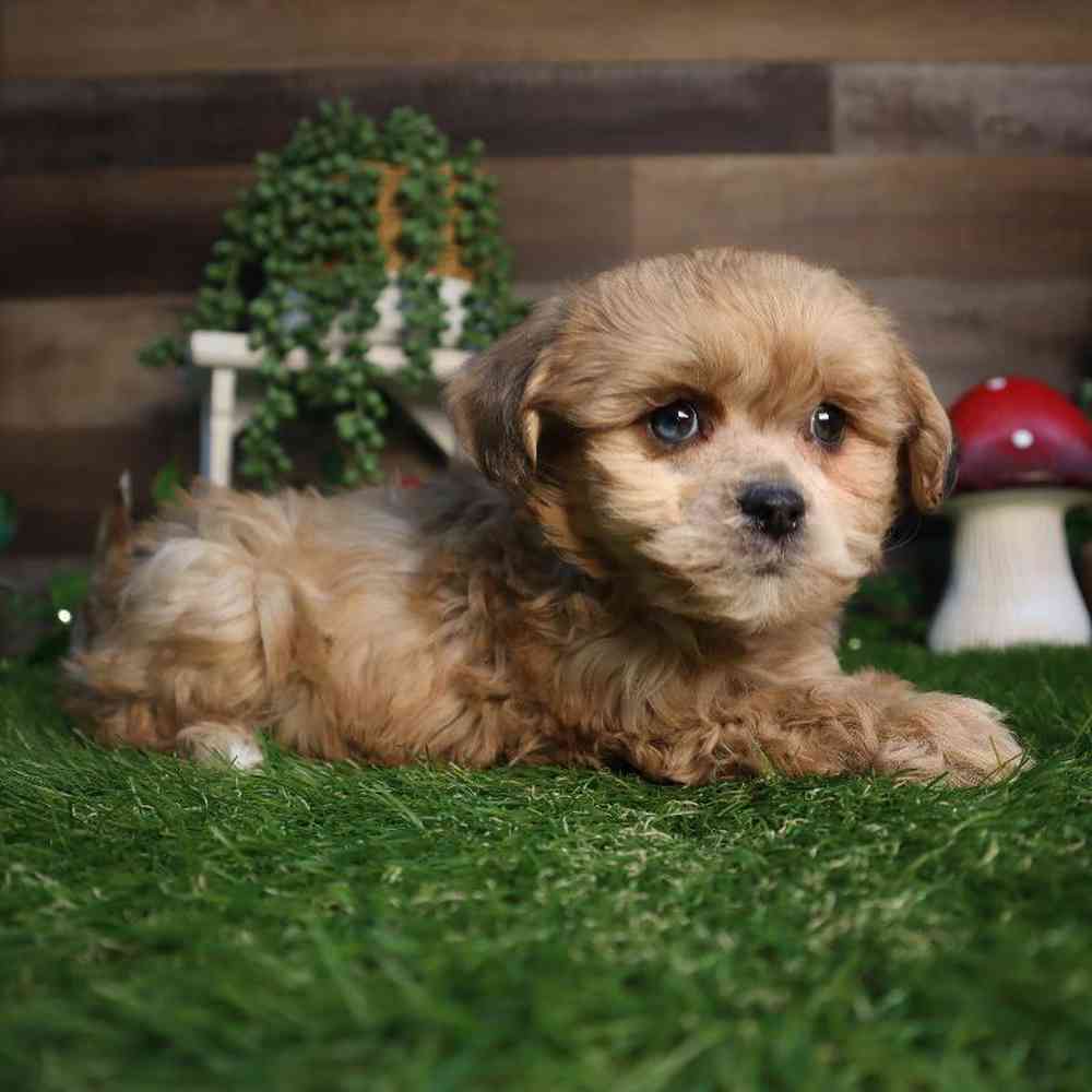 carousel pet images