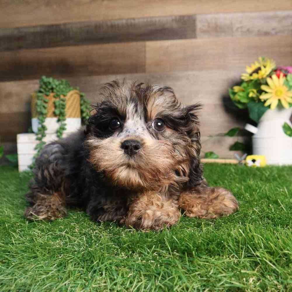 Male Cavapoo Puppy for Sale in Blaine, MN