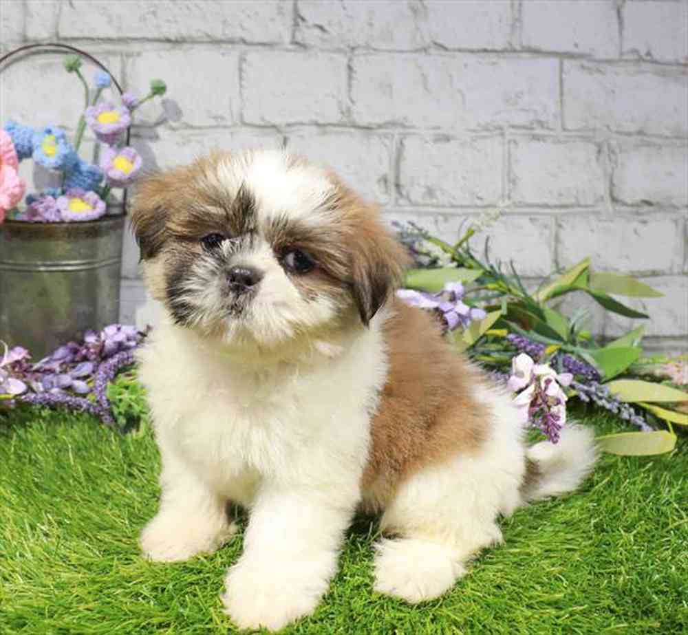 carousel pet images
