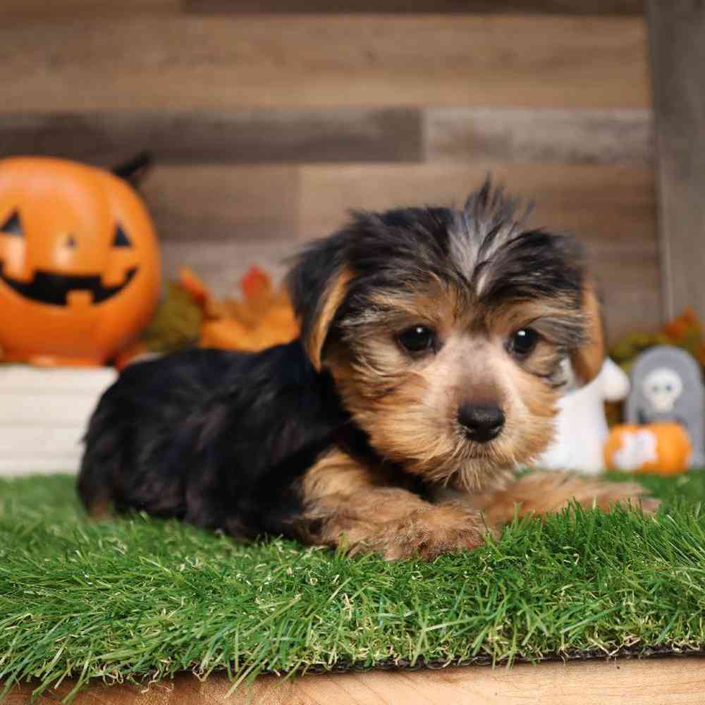 Male Yorkshire Terrier Puppy for Sale in Blaine, MN