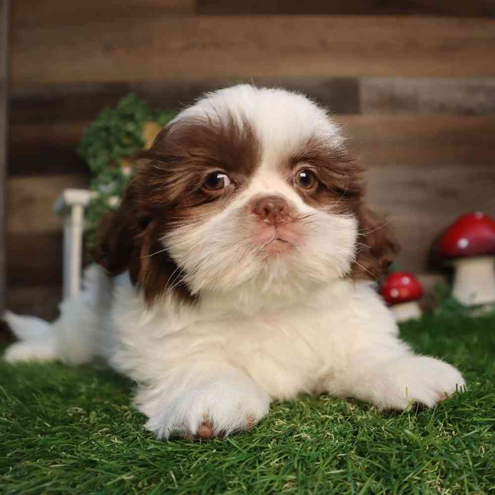 Male Shih Tzu Puppy for Sale in Blaine, MN