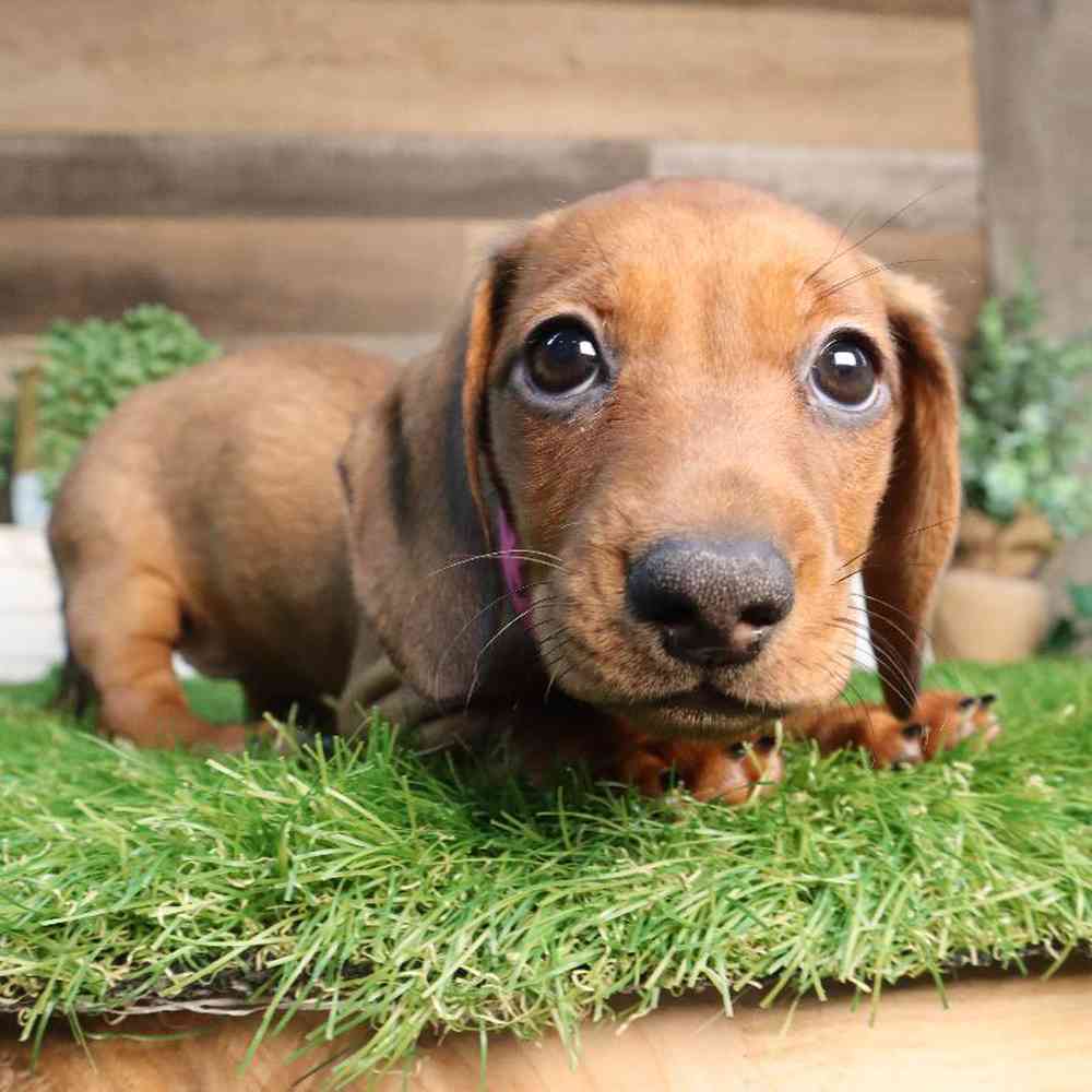 Female Dachshund Puppy for Sale in Blaine, MN