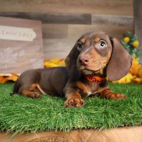 Dachshund