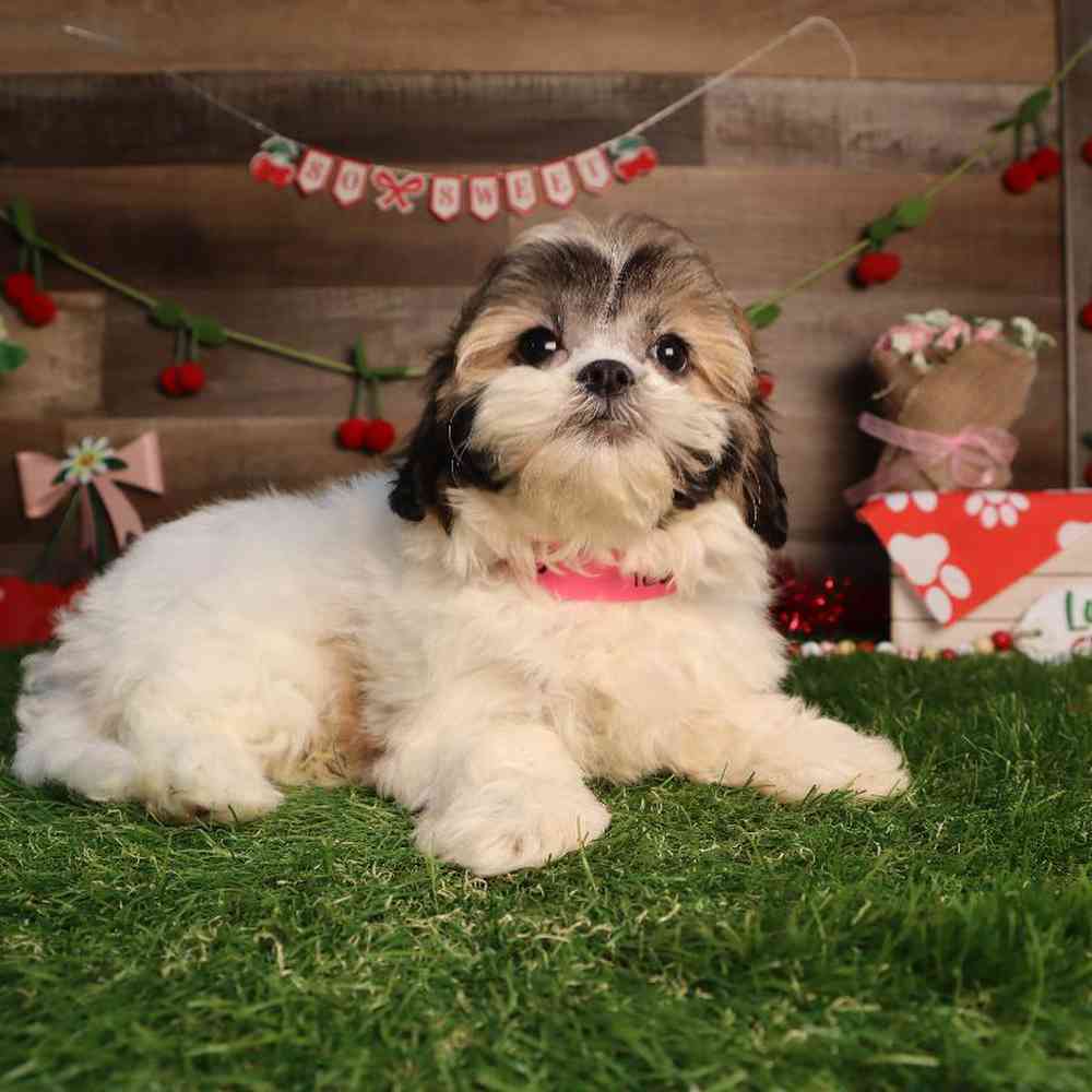 Female Teddy Bear Puppy for Sale in Blaine, MN