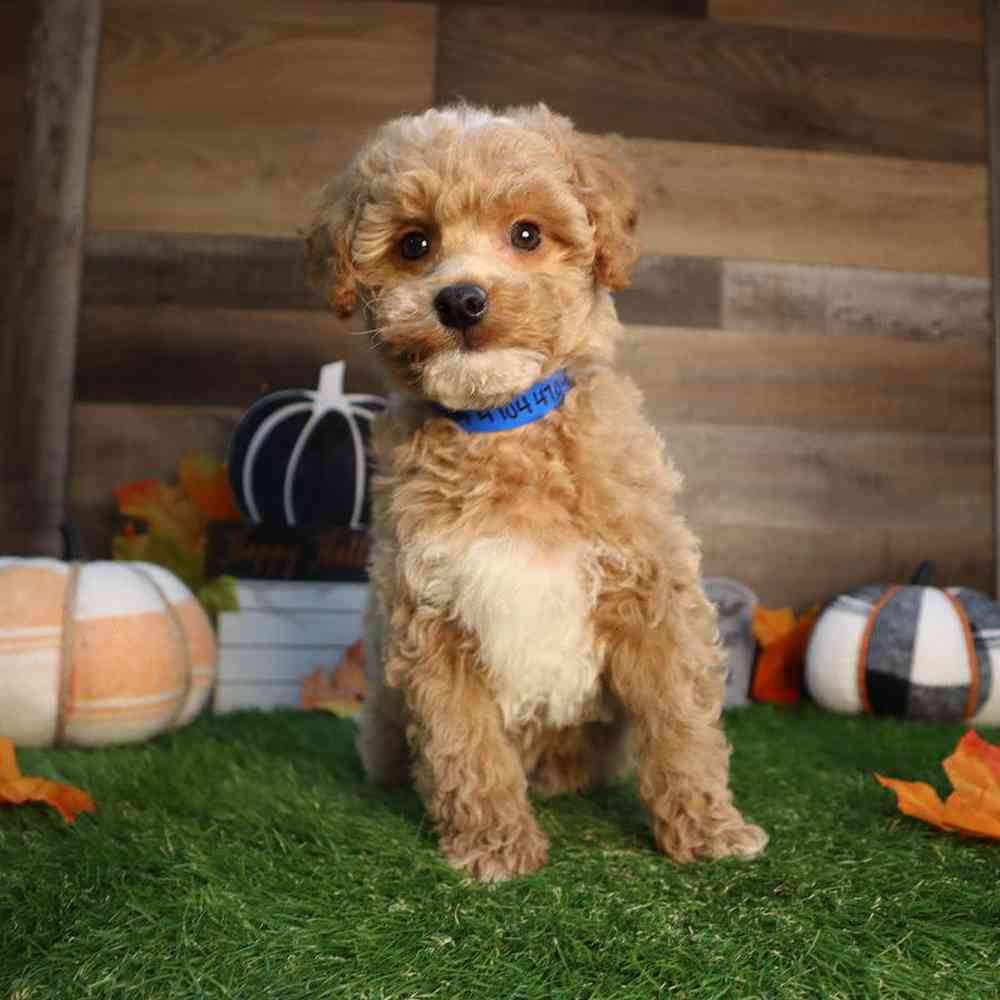 carousel pet images