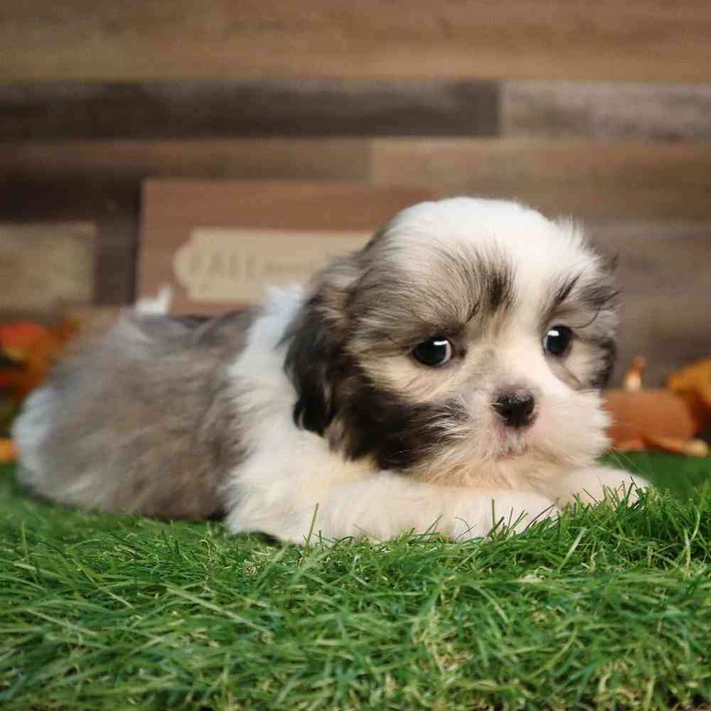 carousel pet images
