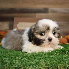 Shih Tzu