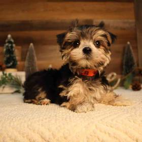 Morkie