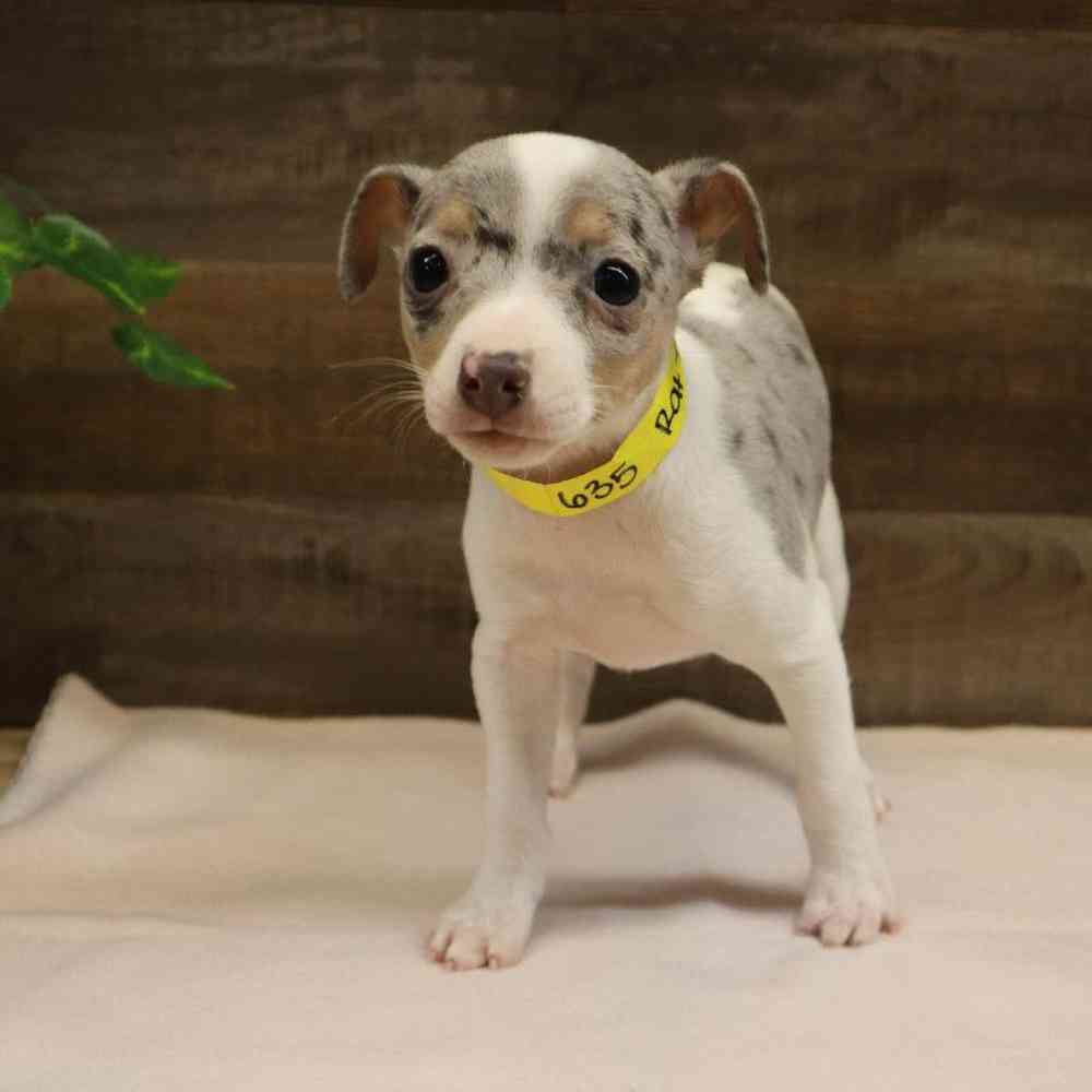 Female Rat Terrier Puppy for sale