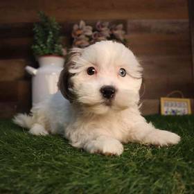 Shipoo