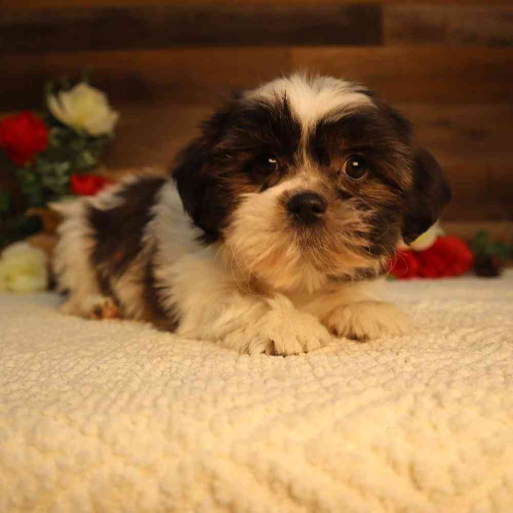 Female Shorkie Puppy for Sale in Blaine, MN