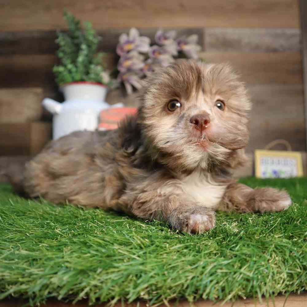 pet breed image