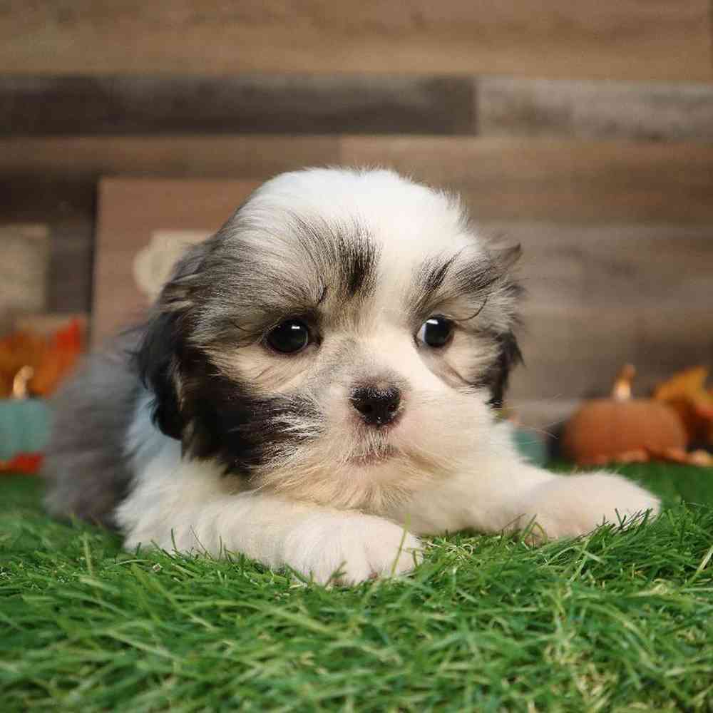 carousel pet images