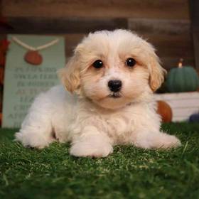 Maltipoo