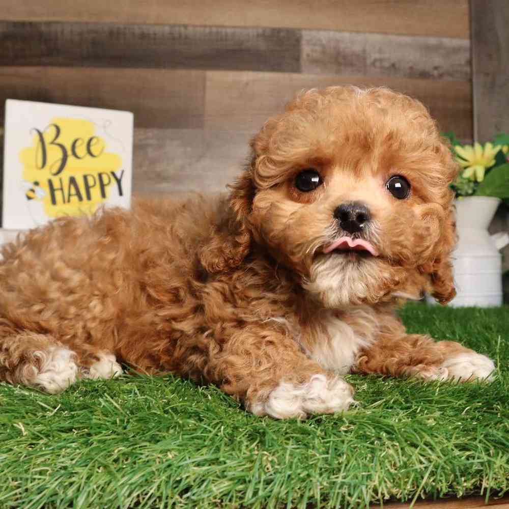 carousel pet images