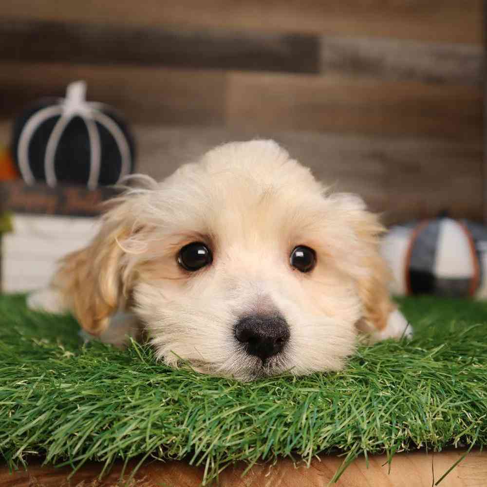 Male Maltipoo Puppy for Sale in Blaine, MN