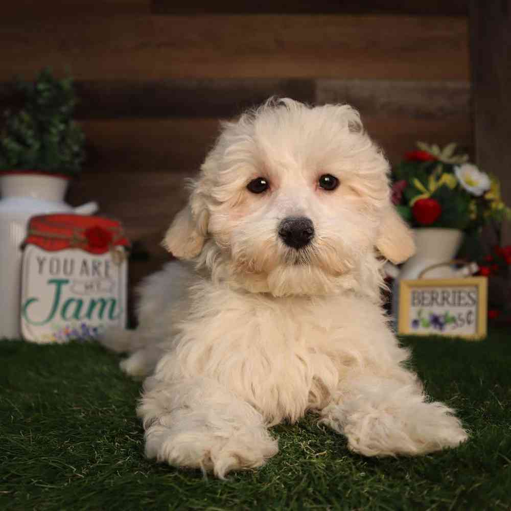 Male Maltipoo Puppy for Sale in Blaine, MN