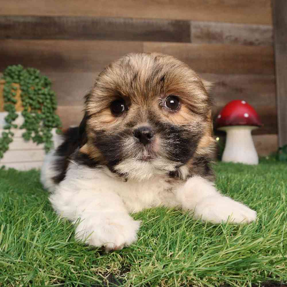 Female Shorkie Puppy for Sale in Blaine, MN