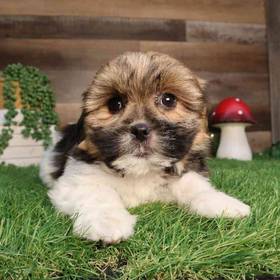Shorkie