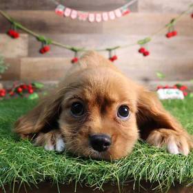 Cavalier King Charles Spaniel