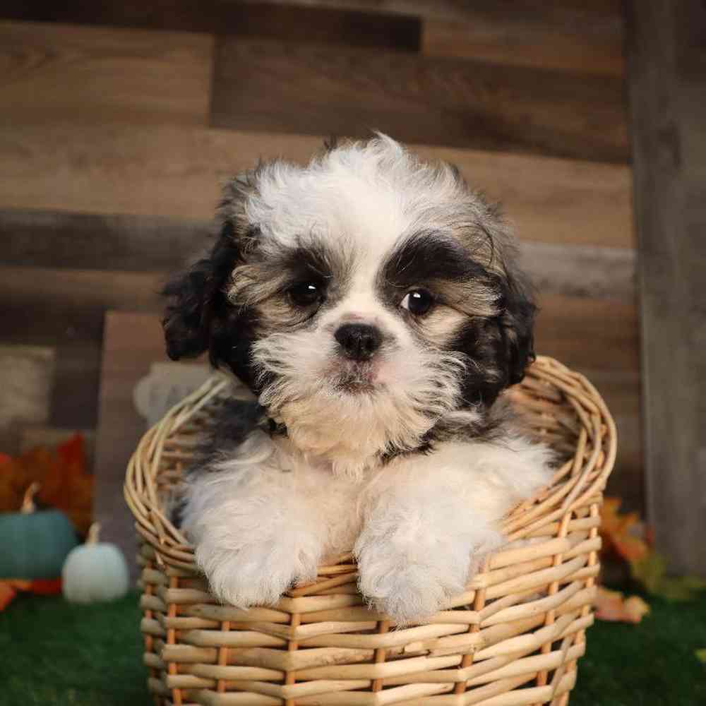 carousel pet images