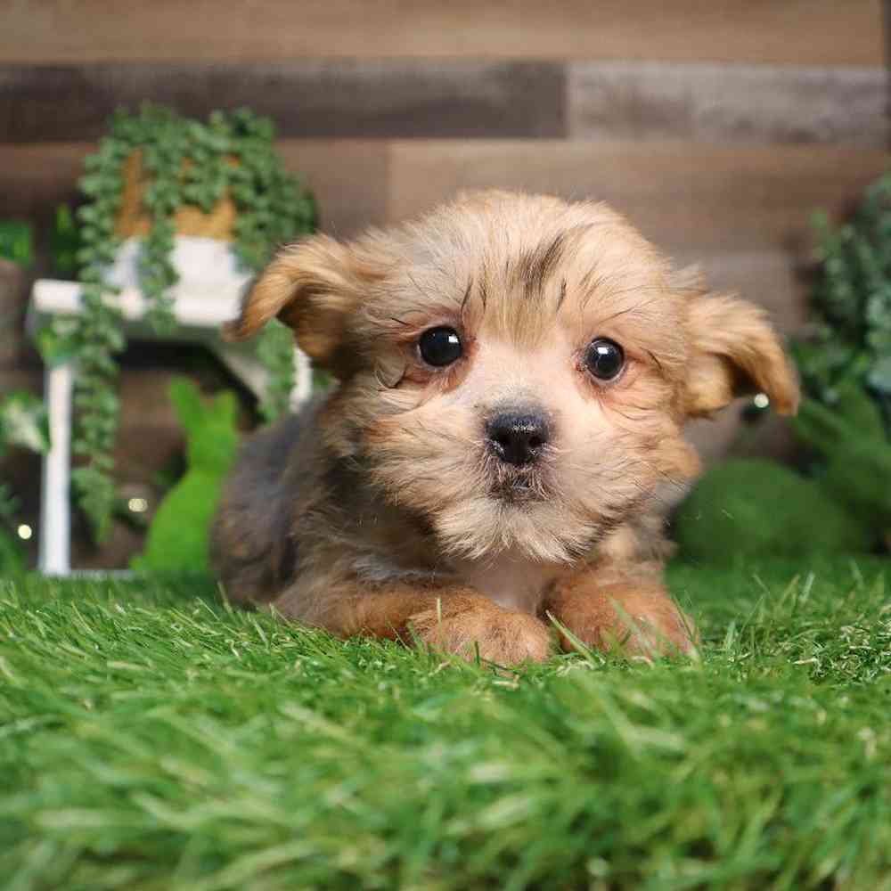 Male Shorkie Puppy for Sale in Blaine, MN