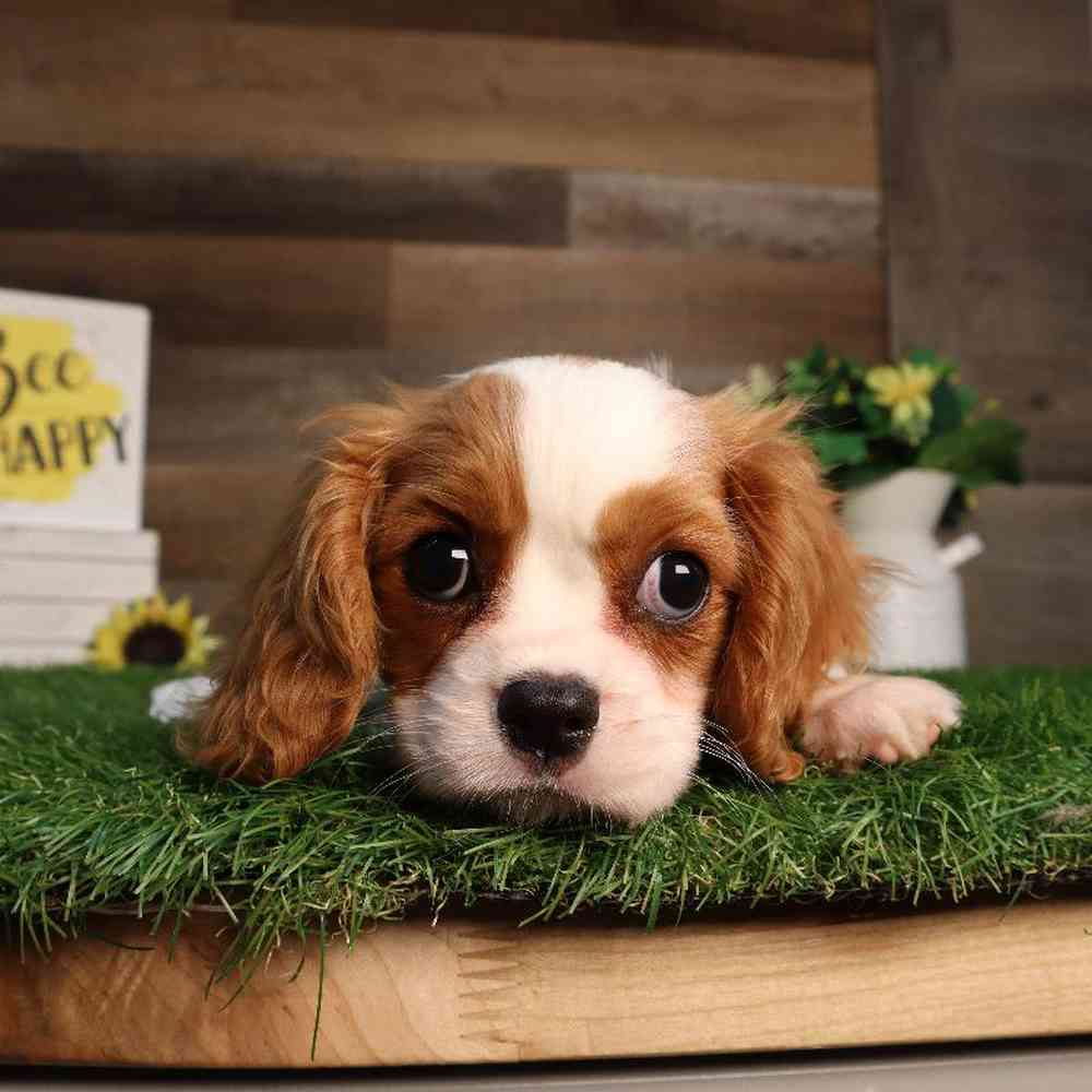 carousel pet images
