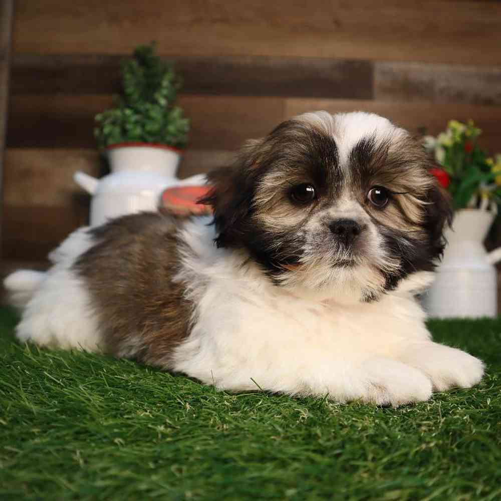Female Malshi Puppy for Sale in Blaine, MN