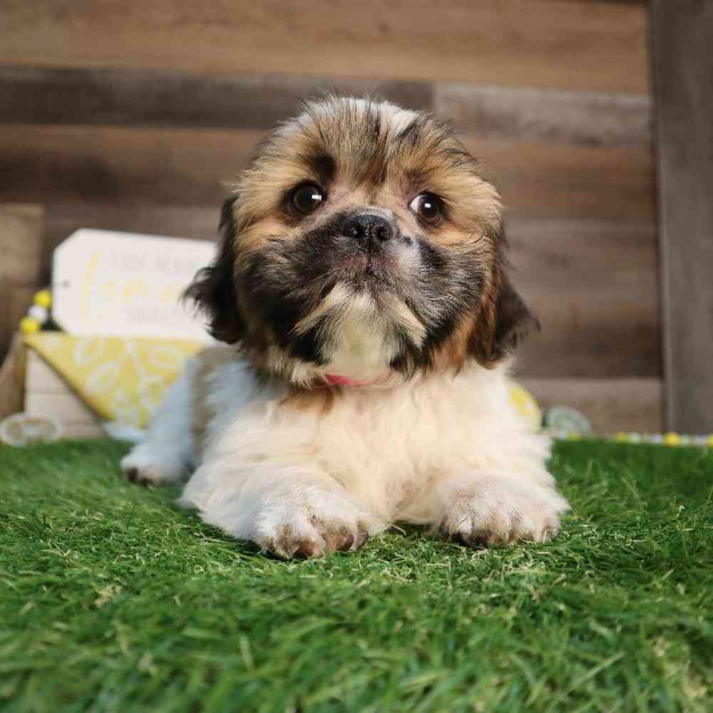 carousel pet images