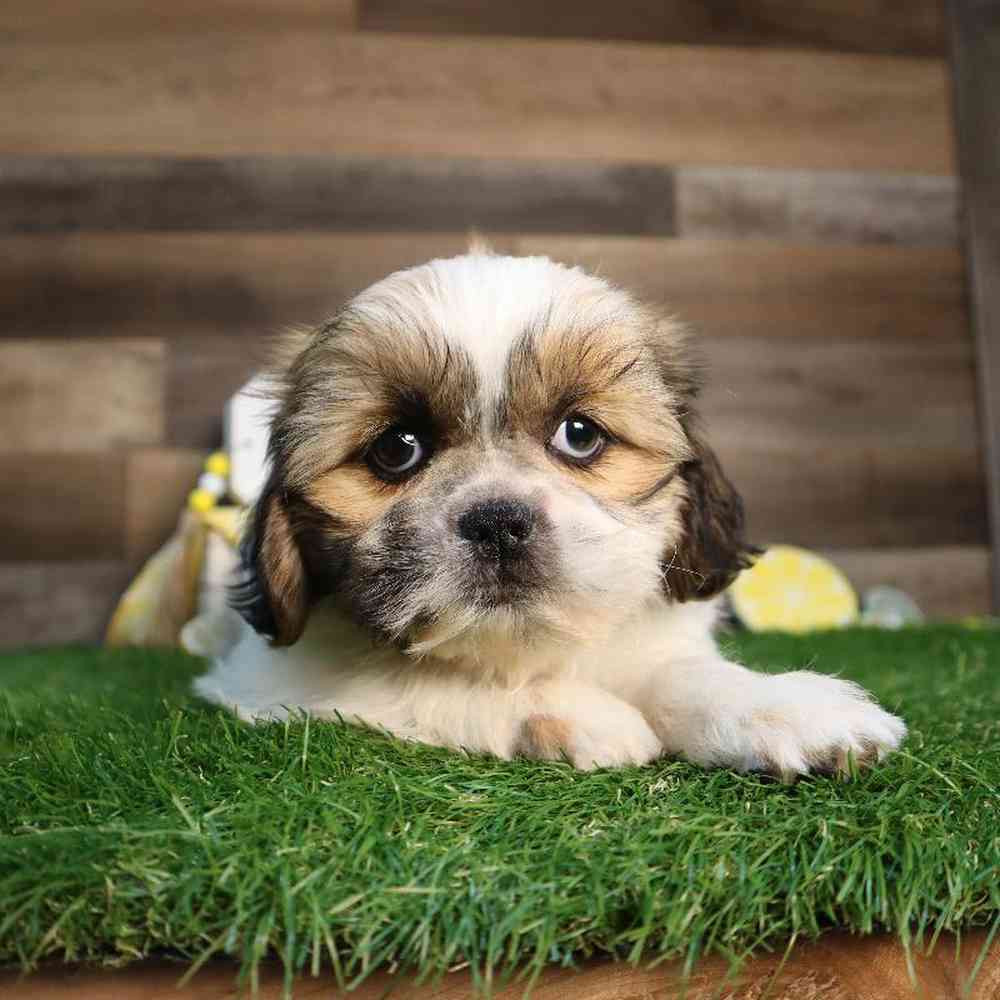 carousel pet images