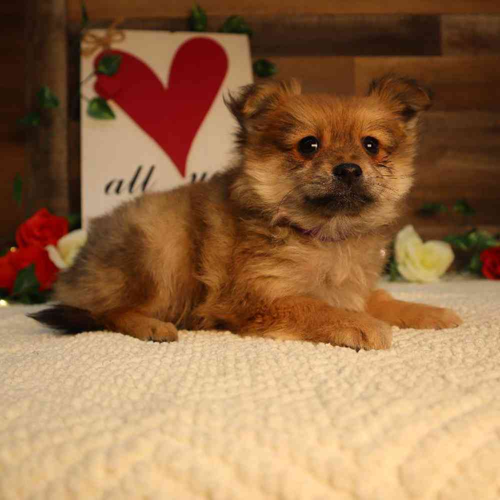 Female Pomeranian Puppy for Sale in Blaine, MN